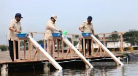 Presiden Prabowo Subianto saat meninjau tambak budidaya ikan nila salin di Balai Layanan Usaha Produksi Perikanan Budidaya Karawang, Jawa Barat, Senin (2/12/2024). (Dok. Tim Komunikasi Prabowo Subianto)