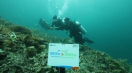 Masyarakat di Pulau Maratua secara bertahap merasakan manfaat dari upaya transplantasi terumbu karang Sejak berkolaborasi dengan progam BRI Menanam – Grow & Green Tranplantasi Terumbu Karang pada 2023. (Dok. BRI)