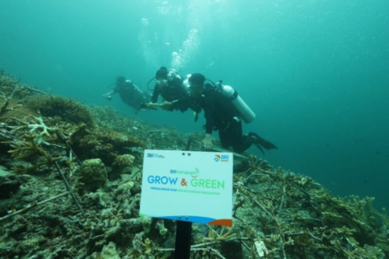 Masyarakat di Pulau Maratua secara bertahap merasakan manfaat dari upaya transplantasi terumbu karang Sejak berkolaborasi dengan progam BRI Menanam – Grow & Green Tranplantasi Terumbu Karang pada 2023. (Dok. BRI)