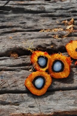 Kejagung Periksa 2 Hakim Sebagai Saksi dalam Penyidikan Kasus Dugaan Suap Fasilitas Ekspor CPO