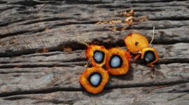 Penyidikan Kasus Dugaan Suap Fasilitas Ekspor CPO. (Pixabay.com/Orientierungslust)