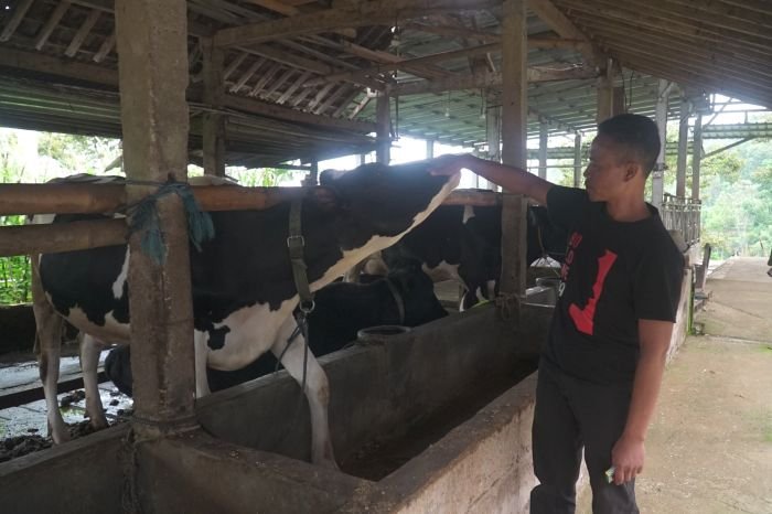 Tommy Wavolta sukses bangun Dara Farm berkat KUR BRI. Produksi pakan ternak capai 15 ton per bulan, pasok hingga luar daerah. (Dok. BRI)